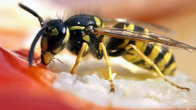 Wespen sind eine unbeliebte Fleischbeilage - ob auf Marmeladenbrot oder im Bier. Foto: Peer Grimm, dpa