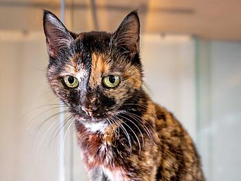 Tierheim Nürnberg: Katze Mathilda findet unverhofftes Glück
