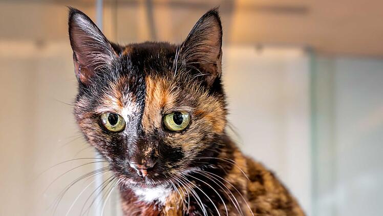Tierheim Nürnberg: Katze Matilde sucht ein letztes Zuhause - "Gefunden, aber nie vermisst"