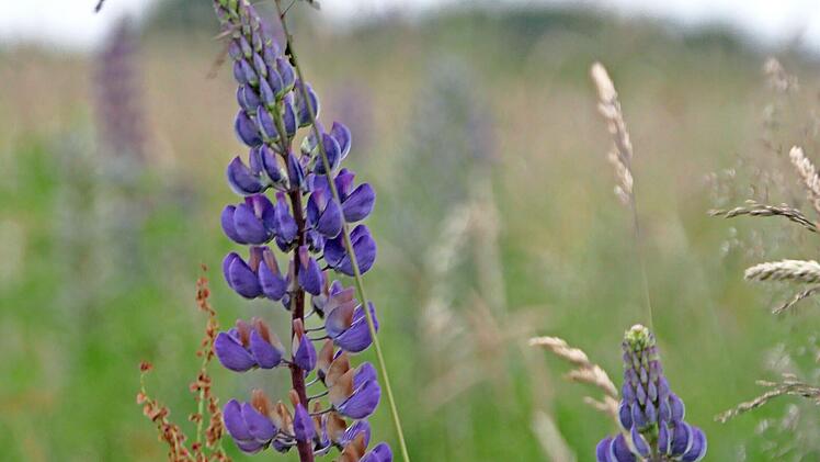 Lupinen in der Rhön.