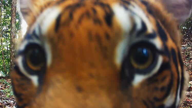 In der ersten Episode von "Wilde Welt" geht die Reise in den Regenwald von Malaysia. Die Crew von Offspring Films begleitet zwei Tierfilmer und ihren Expeditionsleiter dabei, wie sie versuchen, den seltenen Malaysia-Tiger abzulichten. Und siehe da! Die Raubkatze scheint gar nicht so kamerascheu.