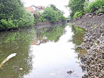 Ohne Zulauf: Der Mühlbach ist abgesperrt, um die Anwohner vor Hochwasser zu schützen. Jetzt schwimmen die Fische mit den Bäuchen nach oben und die Uferböschungen sind voller Muscheln.  Fotos: Tim Birkner