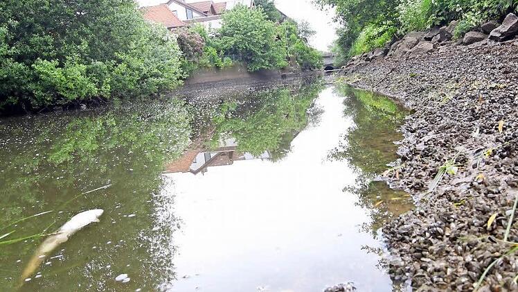 Ohne Zulauf: Der Mühlbach ist abgesperrt, um die Anwohner vor Hochwasser zu schützen. Jetzt schwimmen die Fische mit den Bäuchen nach oben und die Uferböschungen sind voller Muscheln.  Fotos: Tim Birkner