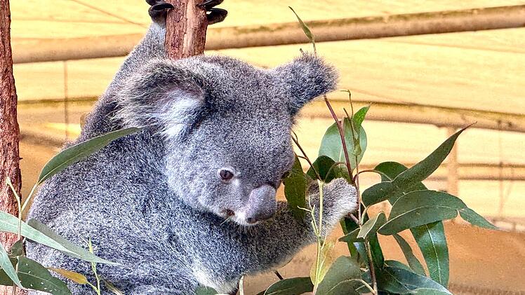 Koala-Schutzzentrum in Brisbane
