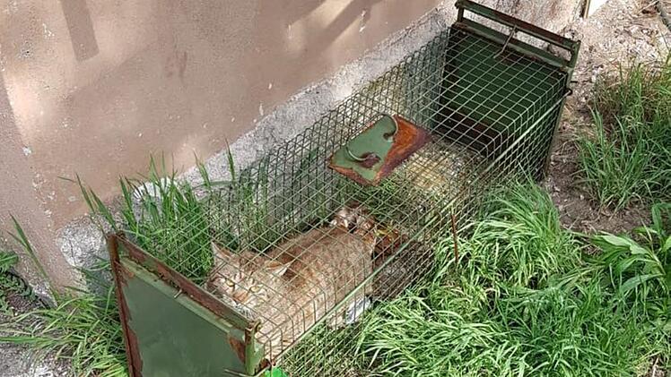 Tierheim Nürnberg mit Hilferuf: "26!! Katzen und kein Ende in Sicht"