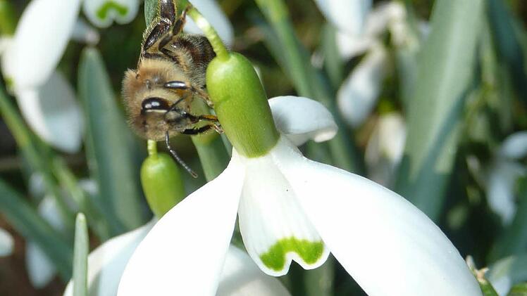Jede Blüte ist jetzt willkommen: Honigbiene auf einem Schneeglöckchen.