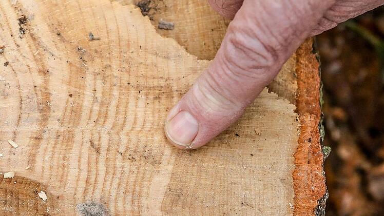 An den dünner werdenden Jahresringen der etwa 130 Jahre alten Hainbuche lässt sich erkennen, wie der Baum in den vergangenen rund 25 Jahren gelitten hat. Foto: Barbara Herbst