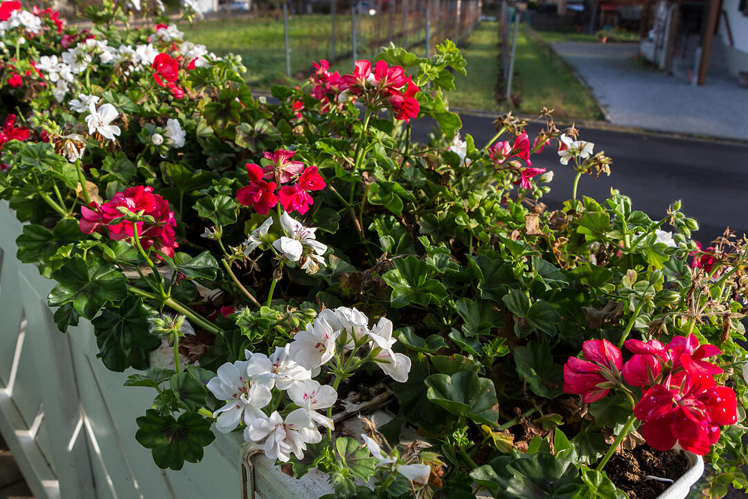 Fotos Konrad Thomann