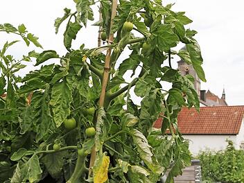 Die Tomaten brauchen noch ein bisschen bis sie geerntet werden können. Fotos: Jennifer Hauser