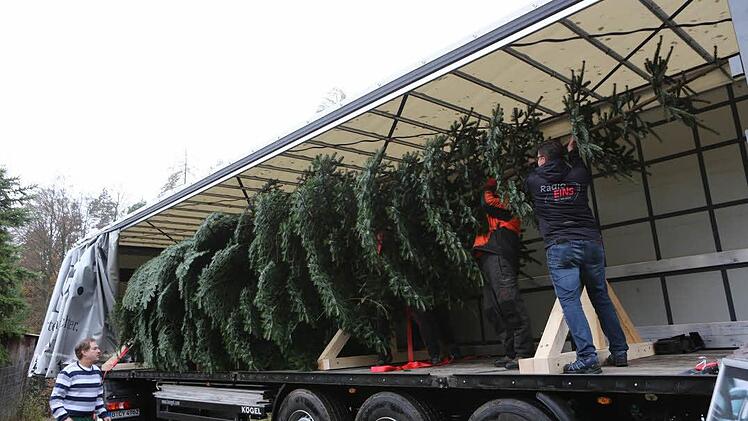 Der Baum wird in den Lkw verladen. Foto: Barbara Herbst