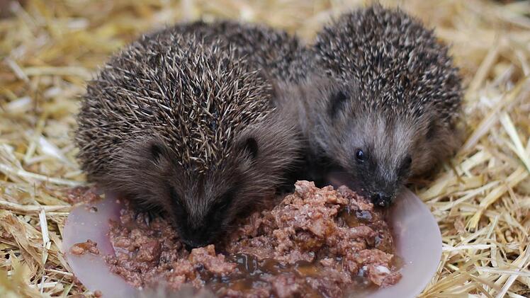 Nur an der Gr&ouml;&szlig;e der Igel l&auml;sst sich ihr ungef&auml;hres Alter absch&auml;tzen. Foto: Teresa Hirschberg