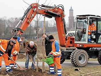 Blühendes Mainvorland: Kleinwüchsige Zierbäume haben Wilhelm Straßberger, Stadtgärtner Harald Sauer, Bürgermeister Peter Kornell und ihre Mitarbeiter Marco Walz, Günther Schmitt und Marcel Meinhard am Donnerstag unterhalb der Mainbrücke gepflanzt.  Fotos: Pfannes