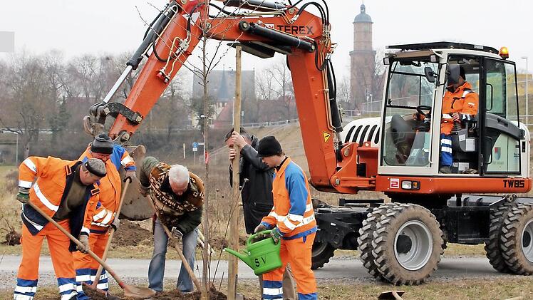 Blühendes Mainvorland: Kleinwüchsige Zierbäume haben Wilhelm Straßberger, Stadtgärtner Harald Sauer, Bürgermeister Peter Kornell und ihre Mitarbeiter Marco Walz, Günther Schmitt und Marcel Meinhard am Donnerstag unterhalb der Mainbrücke gepflanzt.  Fotos: Pfannes