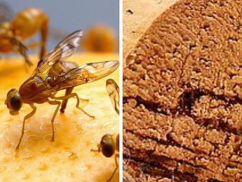 Fruchtfliegen: Dieser Haushaltsgegenstand hält sie fern