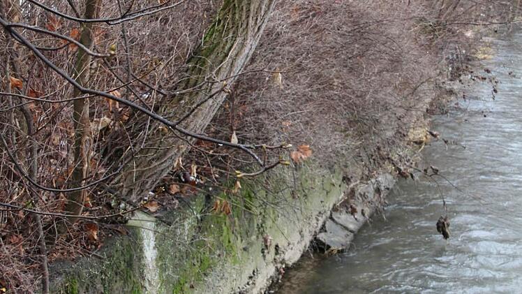 Einige der Robinien sitzen direkt hinter der alten Ufermauer.