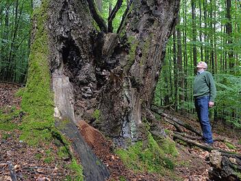 Dürfen die Buchen im umstrittenen Hohen Buchenen Wald bei Ebrach bis an ihre natürliche Altersgrenze wachsen? Darüber entscheiden die Gerichte.  Foto: Ronald Rinklef