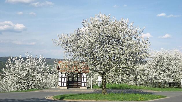 Kirschbl&uuml;te in Gleisenhof  Foto: Bernhard K&uuml;hnl