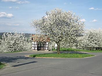 Kirschblüte in Gleisenhof  Foto: Bernhard Kühnl