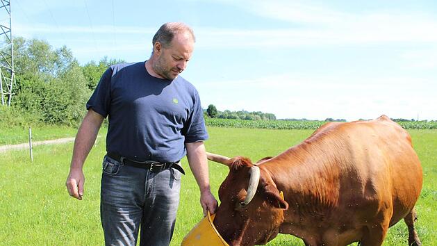 Lothar Teuchgräber füttert seine Kuh Katja auf einer Weide in der Nähe von Unterzettlitz. Mit 15 Jahren ist sie die älteste Kuh der Herde. Fotos: Cindy Dötschel