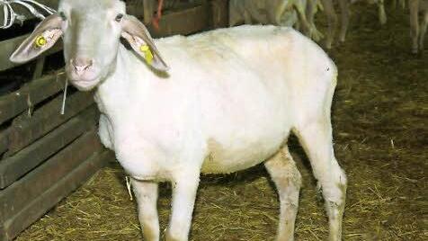 Nach der Schur: Weil es jetzt in der Frühlingssonne schon schön warm ist, macht es den Schafen nichts aus, wenn sie fast nackig durch die Gegend laufen müssen.