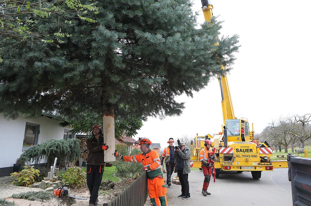 Christbaum kommt aus Schlaifhausen  auf den Forchheimer Rathausplatz