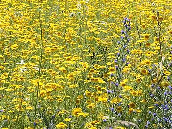 100 Quadratmeter Bl&uuml;hfl&auml;che werden als Patenschaft von Landwirten f&uuml;r 40 Euro pro Jahr verpachtet. Foto: LRA