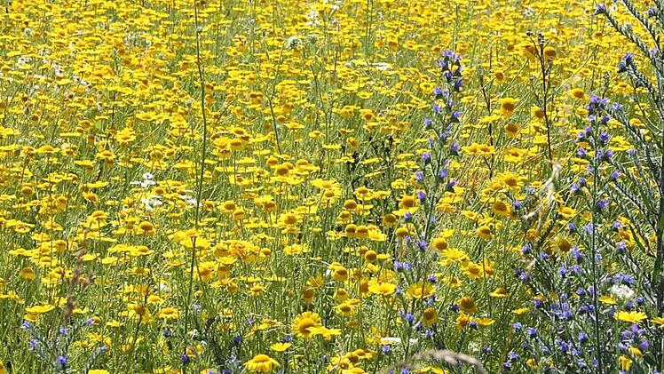 100 Quadratmeter Bl&uuml;hfl&auml;che werden als Patenschaft von Landwirten f&uuml;r 40 Euro pro Jahr verpachtet. Foto: LRA