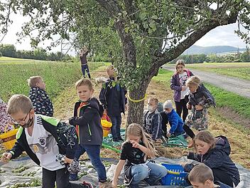 31 Kinder, darunter 14 Schüler aus der Ganztagsklasse, sammelten circa 600 Kilogramm Streuobst entlang der Flurbereinigung in Sand.