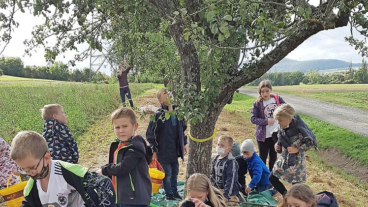 31 Kinder, darunter 14 Schüler aus der Ganztagsklasse, sammelten circa 600 Kilogramm Streuobst entlang der Flurbereinigung in Sand.