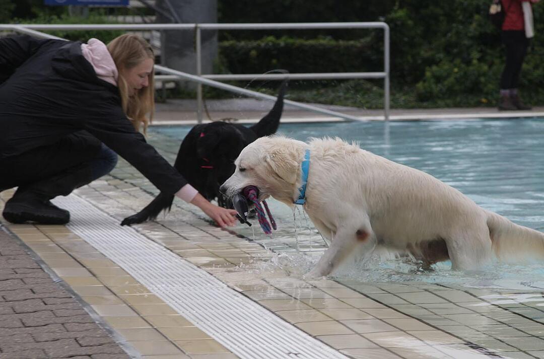 Hundeschwimmen im Kitzinger Freibad