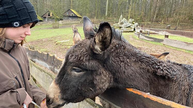 Im Wildpark Klaushof Foto: Charlotte Wittnebel-Schmitz