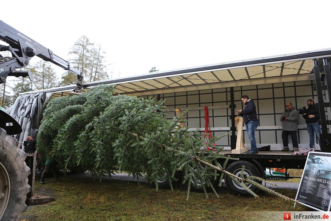Christbaum für die Queen: Jetzt kann die Reise beginnen