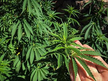 So sehen Cannabispflanzen aus. Symbolfoto: Christopher Schulz/Archiv