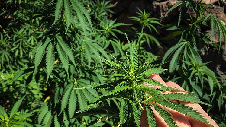 So sehen Cannabispflanzen aus. Symbolfoto: Christopher Schulz/Archiv