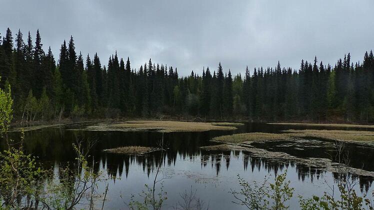 Brutst&auml;tten: Ausgedehnte Feuchtgebiete sorgen im Sommer f&uuml;r st&auml;ndige M&uuml;ckenschw&auml;rme. Foto: Manfred Wagner