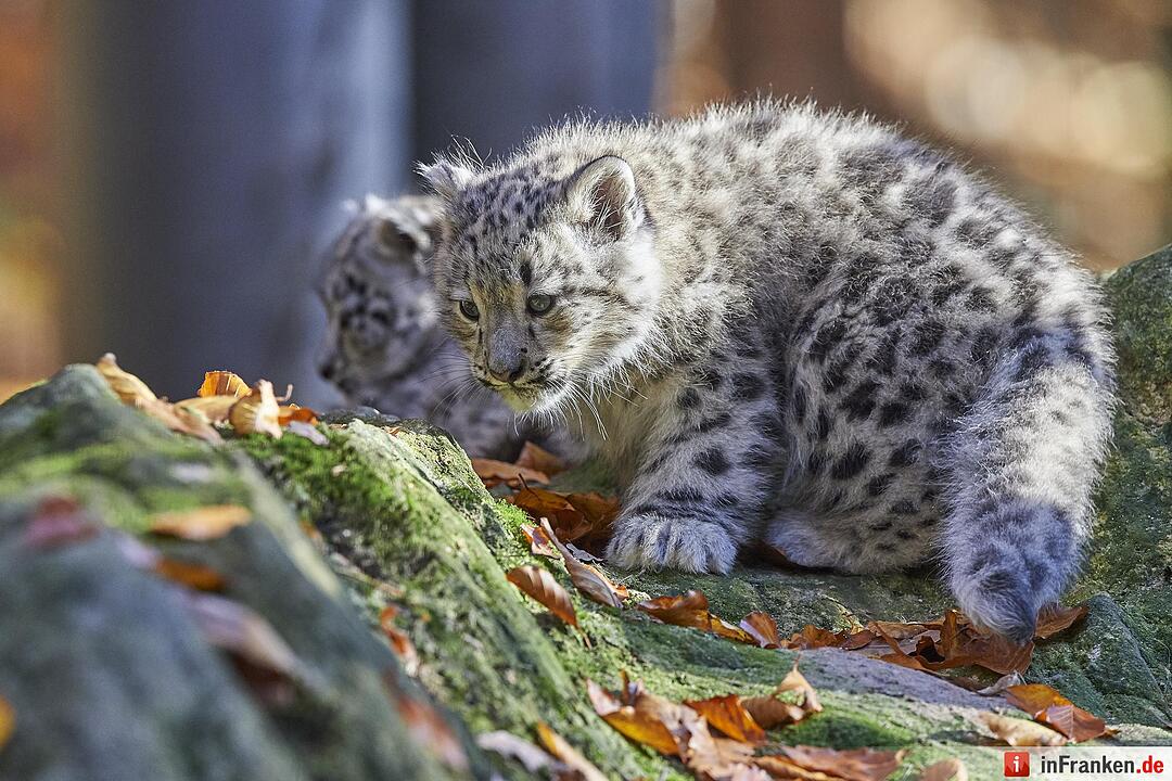 Junge Schneeleoparden im Tiergarten