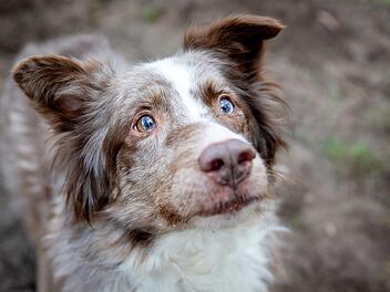 H&uuml;ndin "Angel" geht noch gerne spazieren. Foto: Thomas Hahn