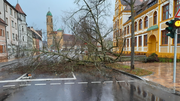 Bamberg: 20 Meter hoher Baum an Luitpoldschule knickt um - Memmelsdorfer Straße blockiert