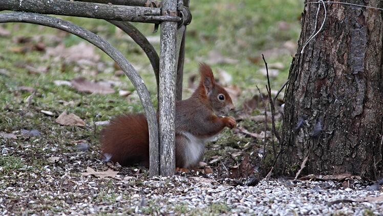 EichhörnchenEichhörnchen