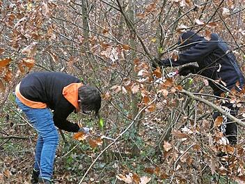Mit S&auml;gen ausger&uuml;stet ging es f&uuml;r die Sch&uuml;ler ins Unterholz. Foto: Gabriela Ruyter