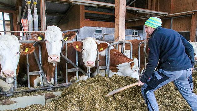 Eine Kuh macht Muh, viele K&uuml;he machen M&uuml;he. Alexander Eber versorgt im Biegersgut 70 Mutterk&uuml;he samt Nachzucht.  Die Erl&ouml;ssituation sei bisweilen kritisch: 40 Cent pro Liter Milch m&uuml;ssten es sein, um kostendeckend zu arbeiten - rund 35 Cent sind es aktuell. "Es gibt Zeiten, da gehe ich mit der Gewissheit in den Stall: Ich blockere diese Woche 70 bis 100 Stunden, werde aber trotzdem keinen Gewinn erwirtschaften."J. N&uuml;tzel