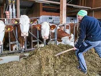 Eine Kuh macht Muh, viele Kühe machen Mühe. Alexander Eber versorgt im Biegersgut 70 Mutterkühe samt Nachzucht.  Die Erlössituation sei bisweilen kritisch: 40 Cent pro Liter Milch müssten es sein, um kostendeckend zu arbeiten - rund 35 Cent sind es aktuell. "Es gibt Zeiten, da gehe ich mit der Gewissheit in den Stall: Ich blockere diese Woche 70 bis 100 Stunden, werde aber trotzdem keinen Gewinn erwirtschaften."J. Nützel