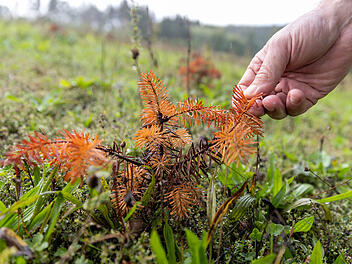 Wassermangel setzt frisch gepflanzten Christb&auml;umen zu