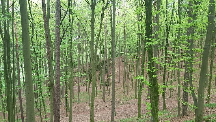 Die Wanderung führt weiter durch den Wald. Foto: Ronald Heck