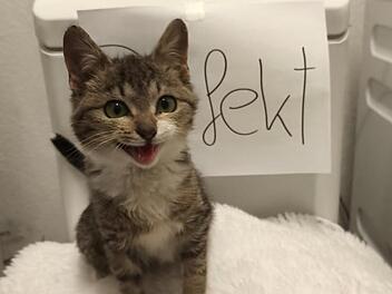 Tierheim Nürnberg: "Fanny ist sauer" - Ersatzgerät benötigt