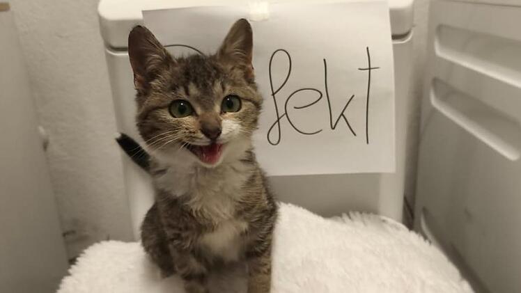 Tierheim Nürnberg: "Fanny ist sauer" - Ersatzgerät benötigt