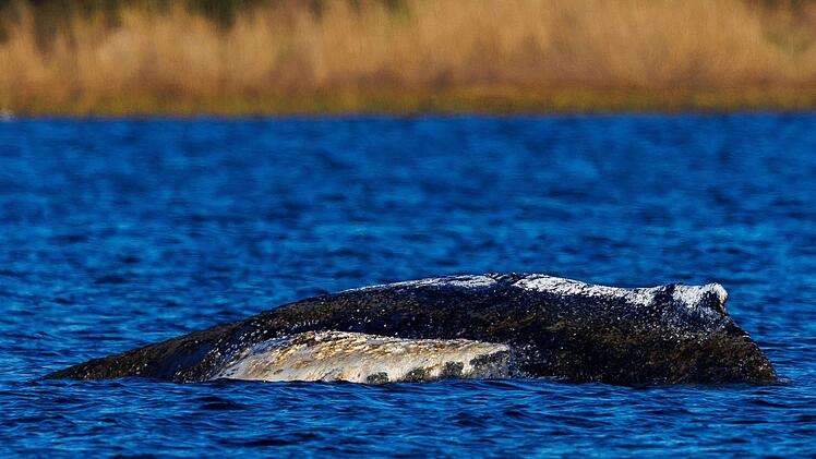 Weitere Entwicklung zum Buckelwal in der Ostsee
