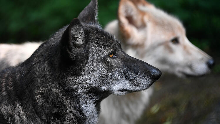 Rhön: Wolfshybride in Thüringen abgeschossen