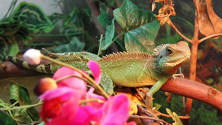 Der Leguan, eine Bartagame und ein Chamäleon haben das Hochwasser überlebt, Heiko Günther konnte seine Tiere in letzter Minute retten. Foto: Sonny Adam