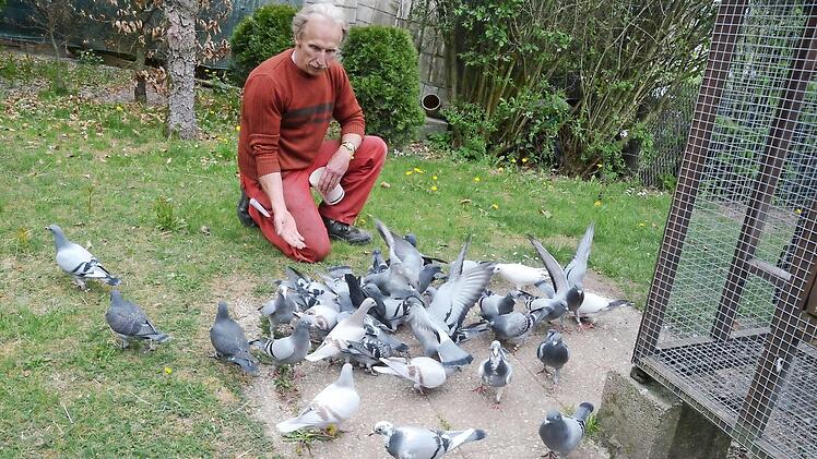 Die tägliche Fütterung durch Brieftaubenzüchter Georg Bayer verführt den Taubennachwuchs auch zu ersten Flugversuchen.  Foto: K.-H. Hofmann